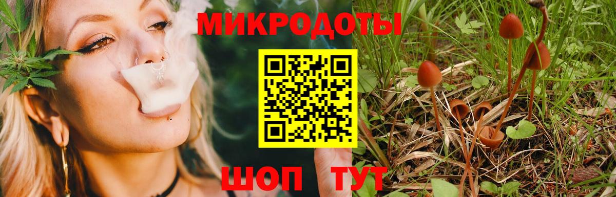 Псилоцибиновые грибы Psilocybe Краснодар